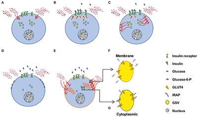 Serum IRAP, a Novel Direct Biomarker of Prediabetes and Type 2 Diabetes?